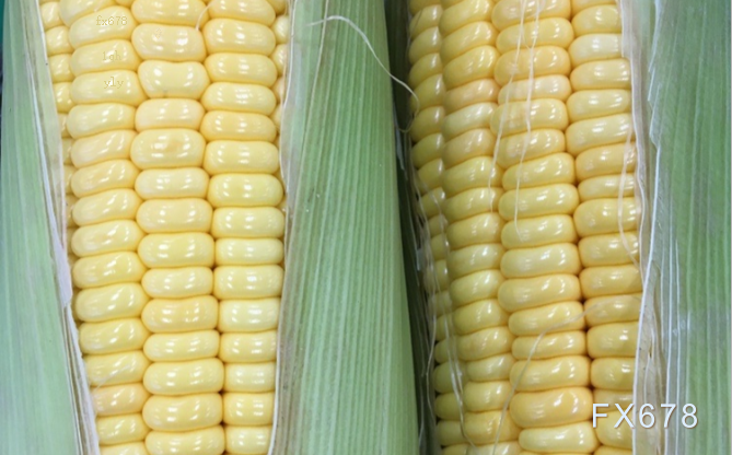 美国玉米种植面积高于预期，芝加哥玉米价格下跌  第2张